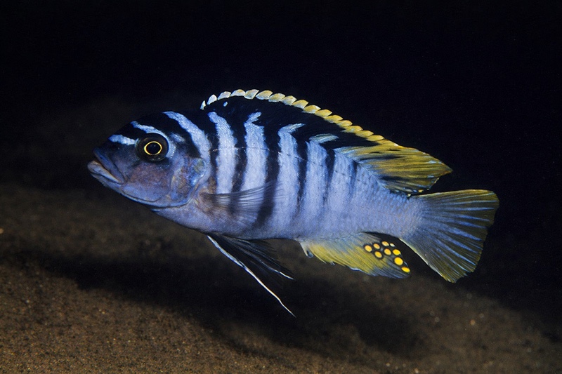Maylandia cyneusmarginata 'Chia'